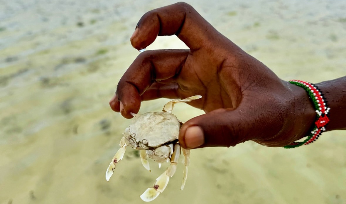 Hands holding a crab during a Watamu shore moment
