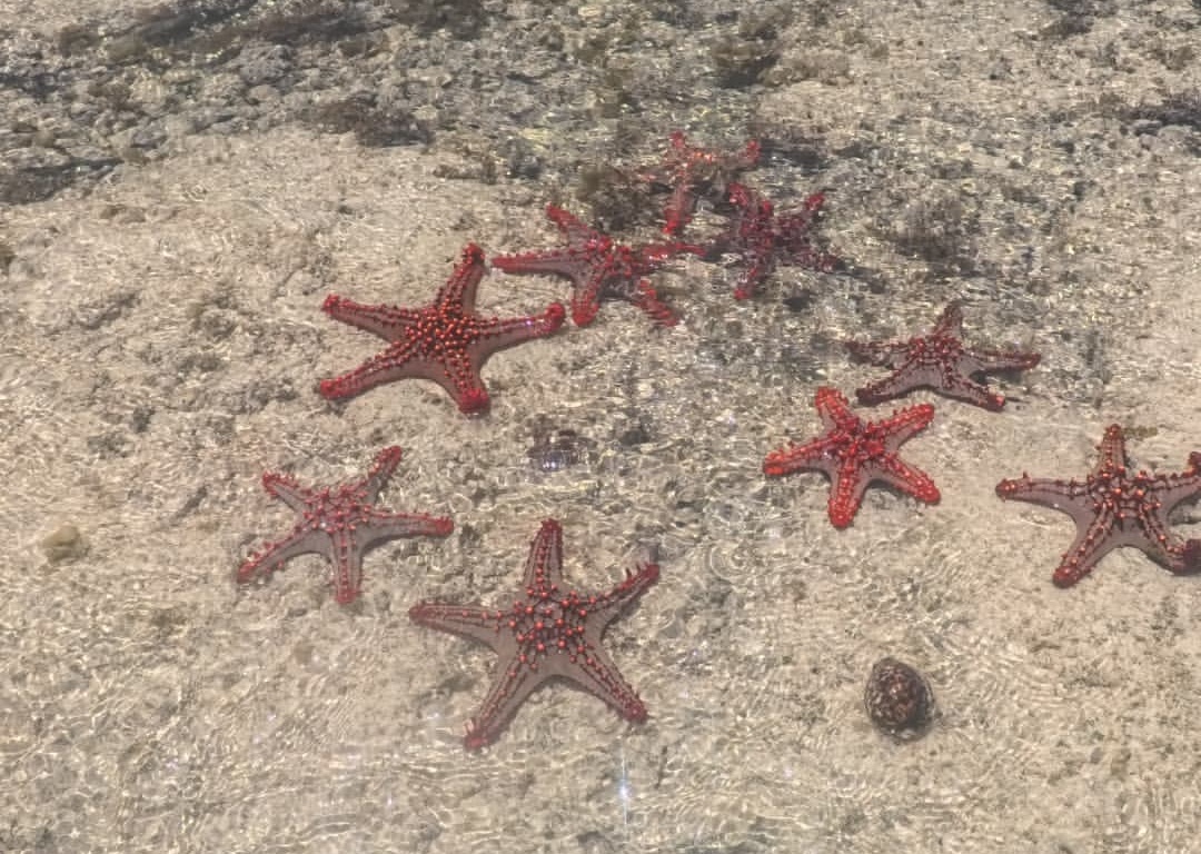 Starfish on the reef in Watamu Marine Park
