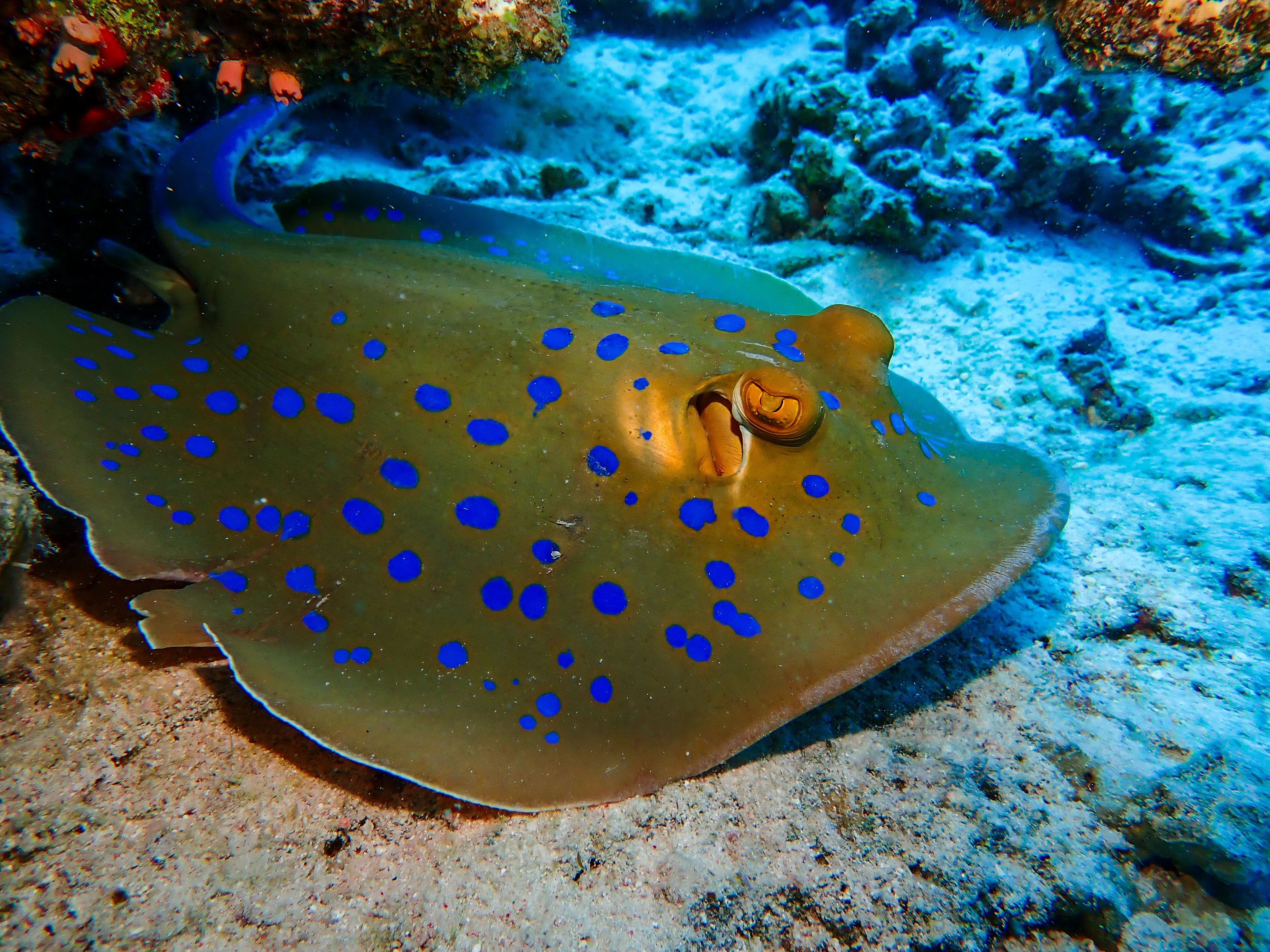 Blue-spotted ray on the seabed, commonly seen from Watamu glass-bottom boats