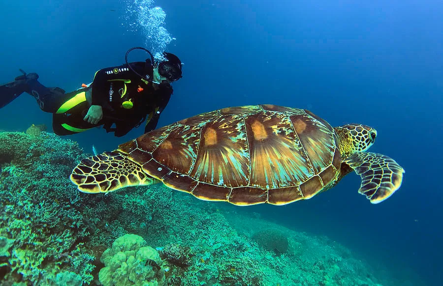 Green sea turtle seen during a Discover Scuba Diving dive in Watamu