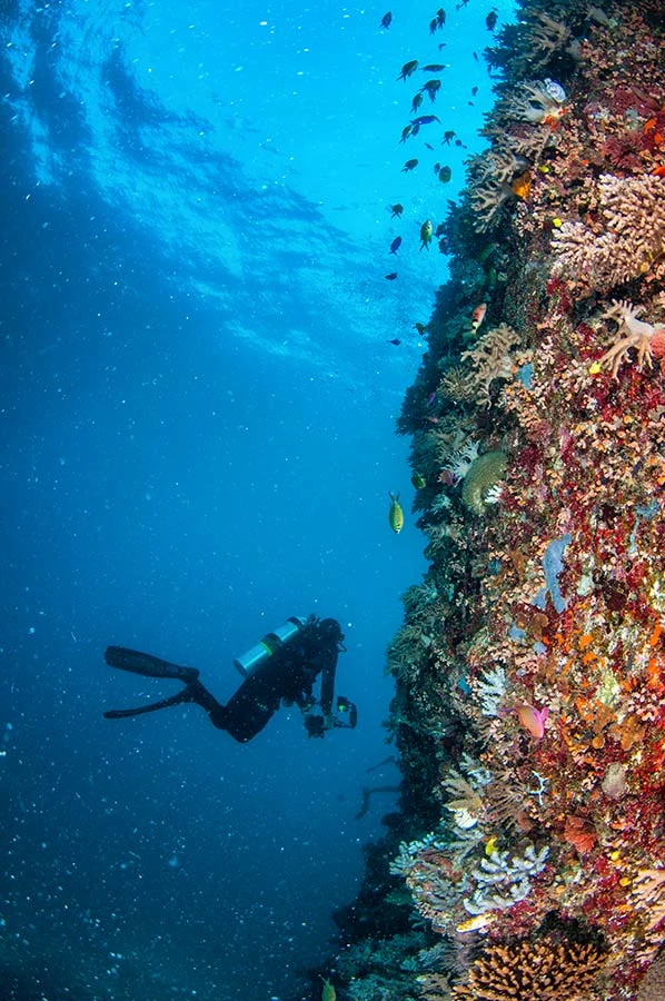 Diver exploring a coral wall on a Watamu dive package