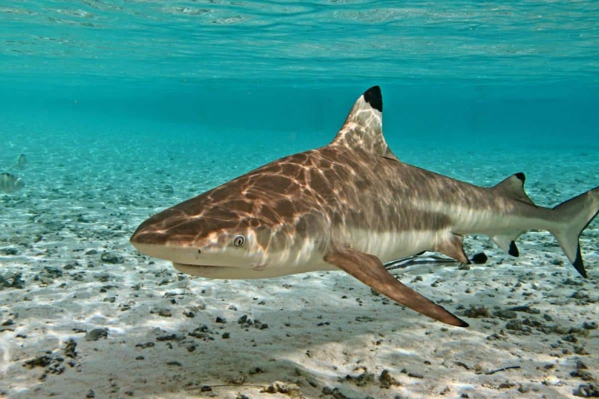 Juvenile Blacktip Reef Shark, an increasingly common sighting in Watamu