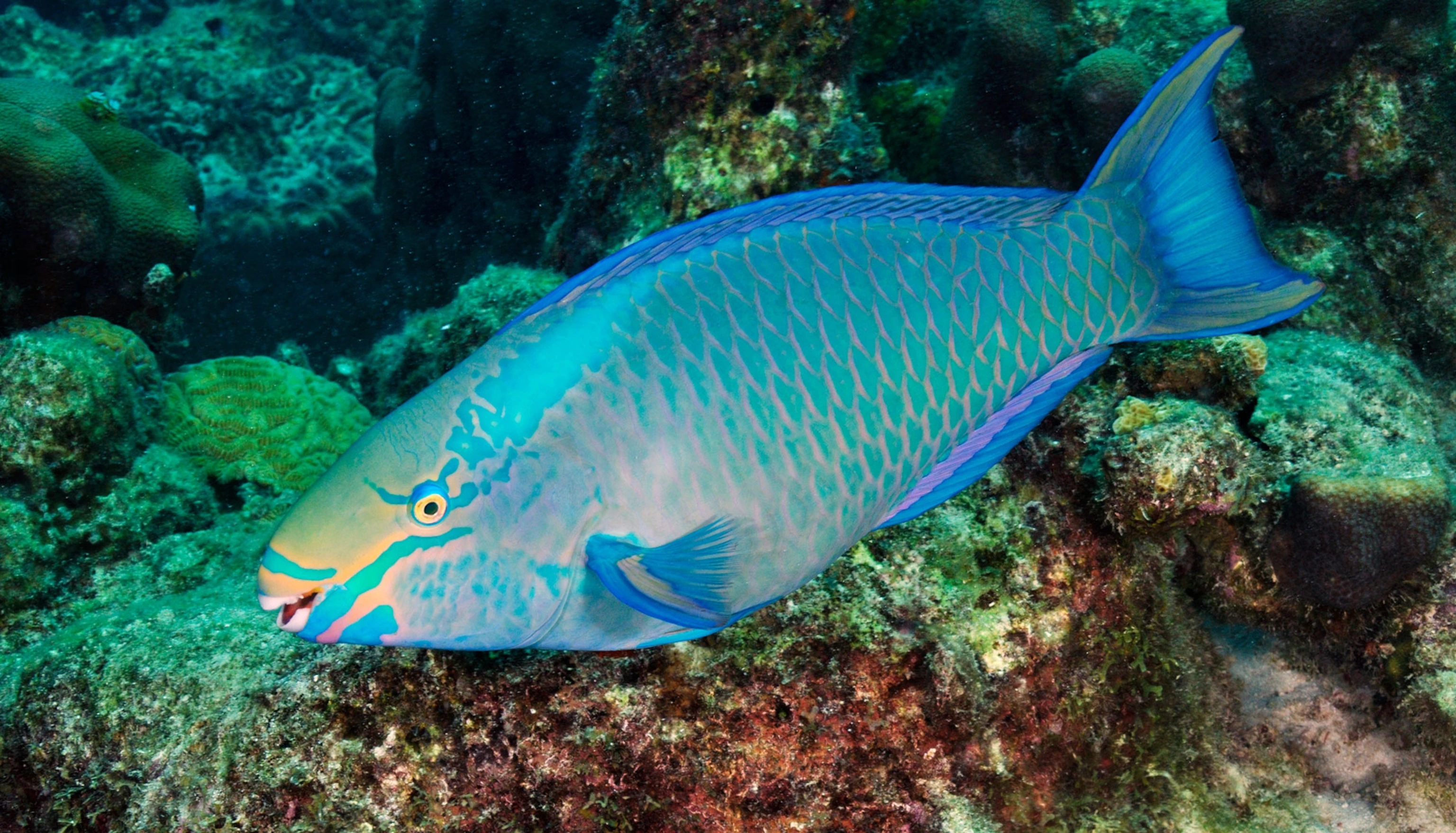 Colourful parrotfish grazing on coral in Watamu