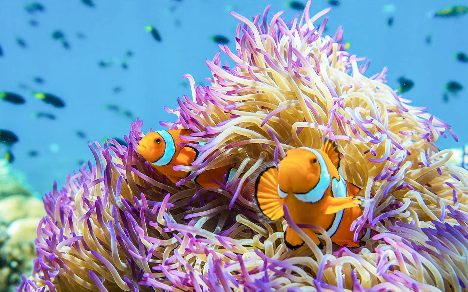 Clownfish living among sea anemone tentacles on Watamu's reef