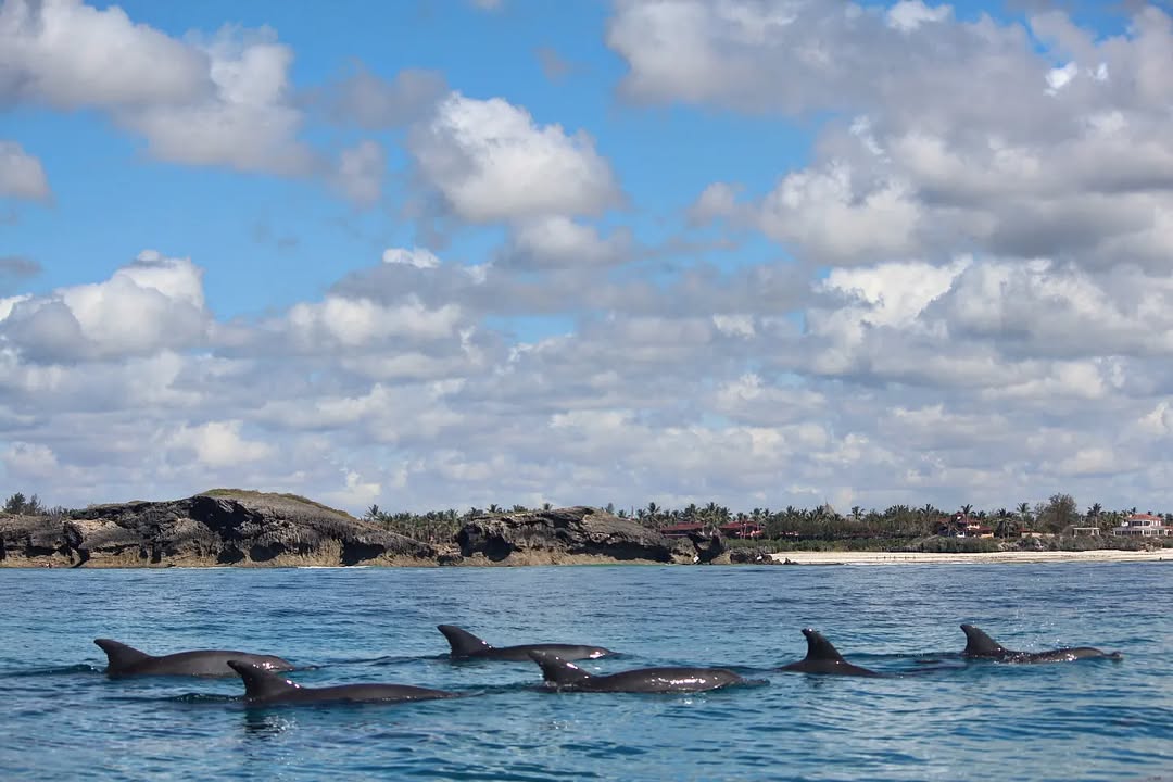Indo-Pacific Bottlenose Dolphin pod seen snorkelling in Watamu