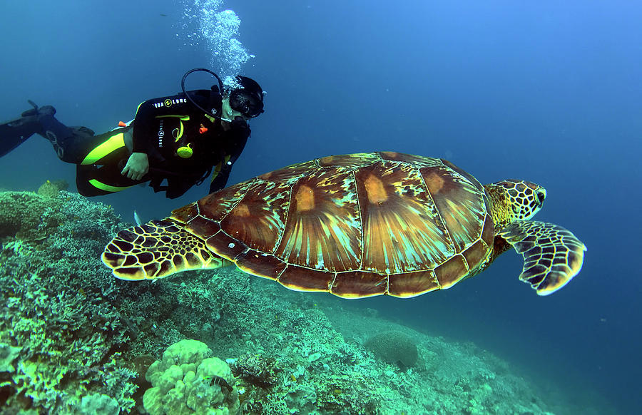 Green Sea Turtle spotted while snorkelling in Watamu
