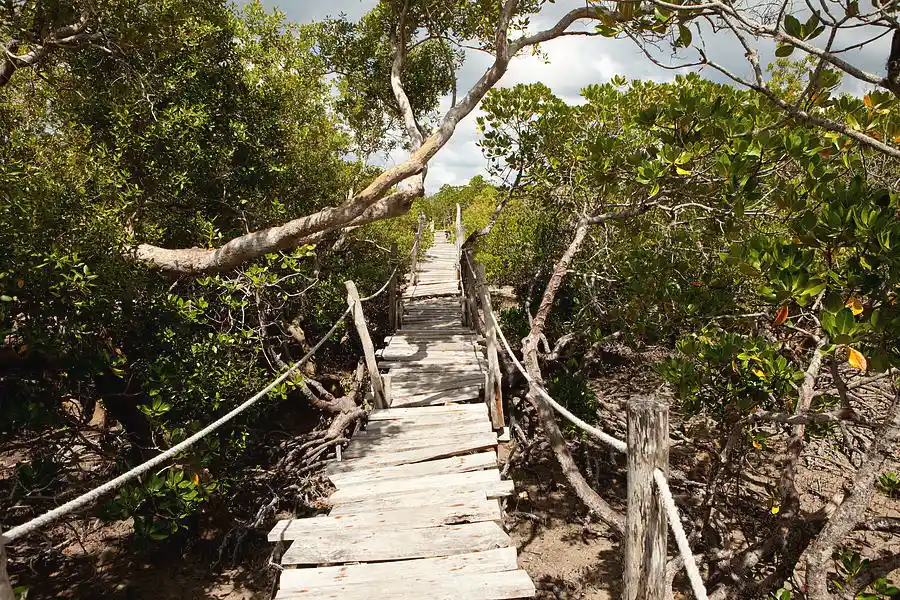 canopy boardwalk over Mida Creek's mangroves