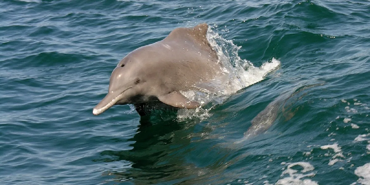 Indian Ocean Humpback Dolphin, identified by the hump on its back