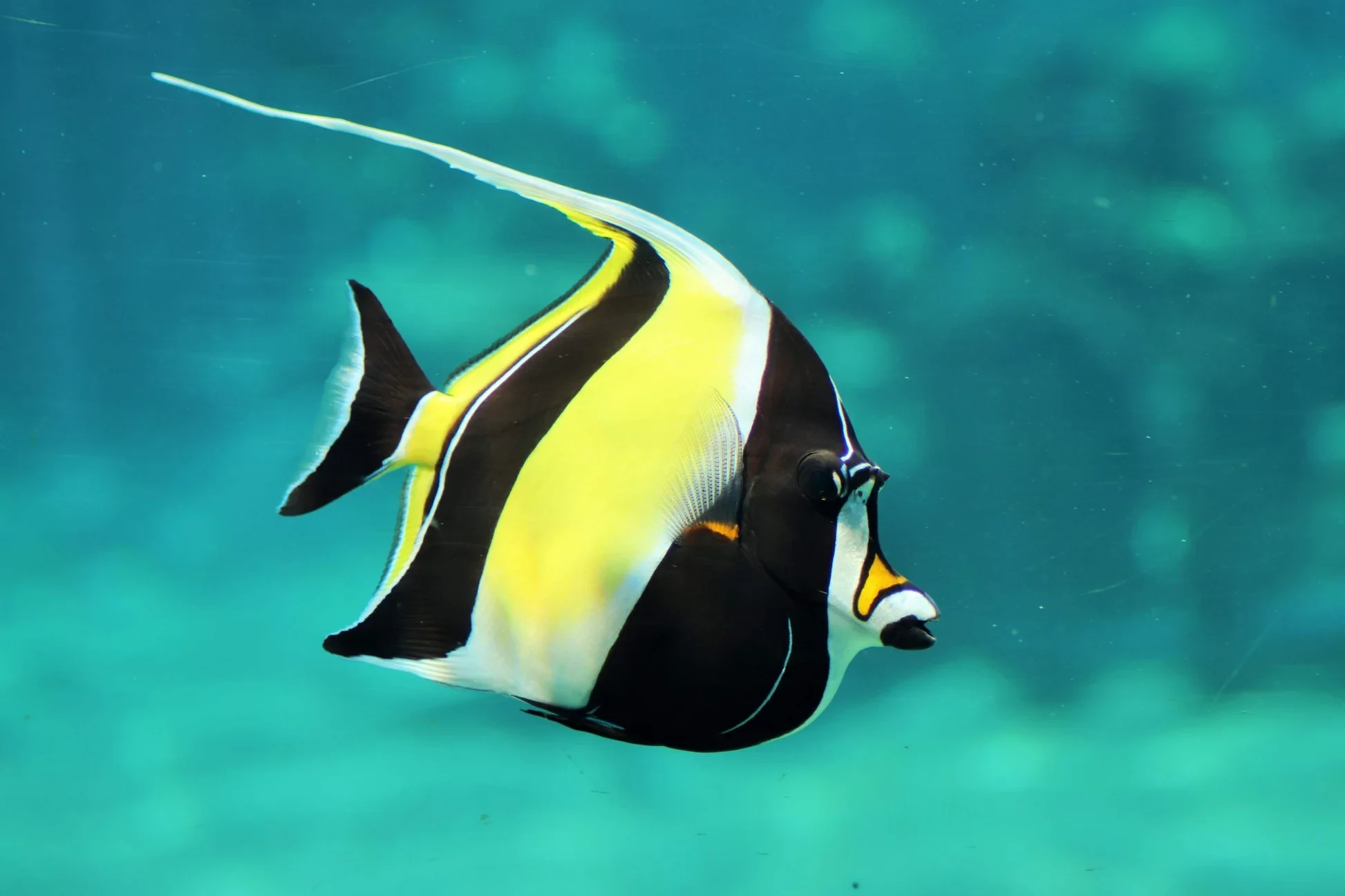Moorish Idol fish, commonly seen snorkelling in Watamu's Coral Gardens