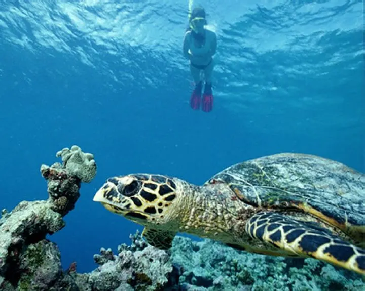 Turtle Bay Reef, one of Watamu's key snorkelling sites