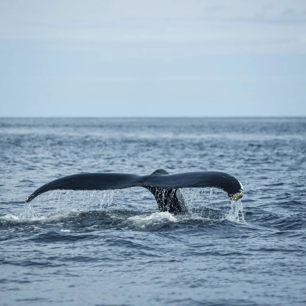 Humpback whale tail off Watamu, Kenya