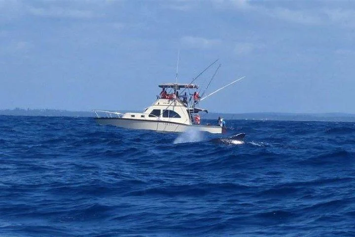Whale watching boat on the water off Watamu