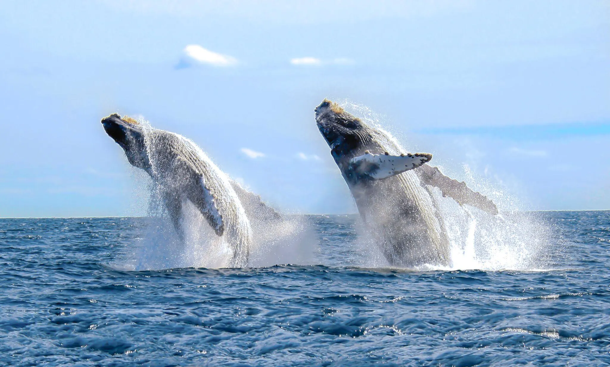 Humpback whales breaching during Watamu whale watching season