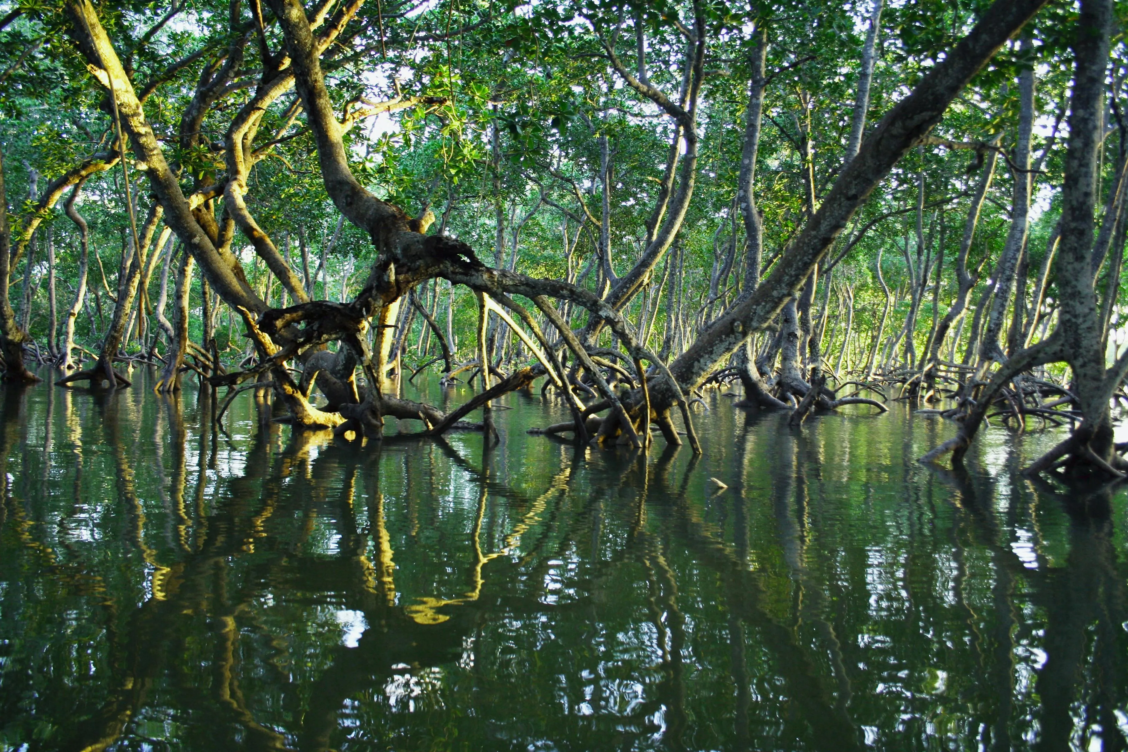 Mangrove channels and tidal waters of Mida Creek near Watamu Kenya