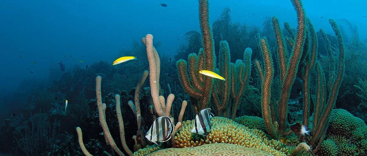 Underwater photography of coral reef and marine life in Watamu
