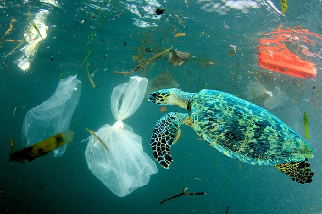 Marine conservation highlighting the importance of protecting sea turtles and coral reefs from plastic pollution