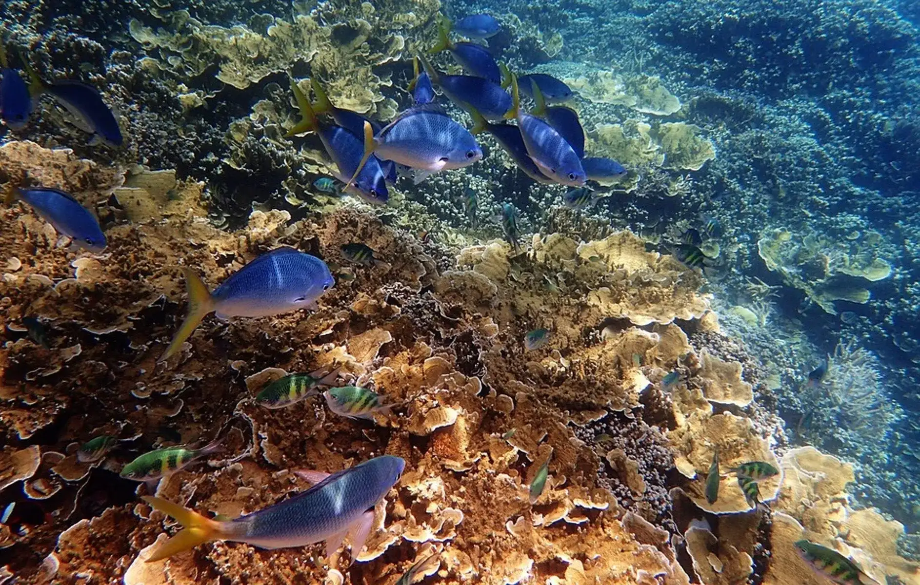 Coral reef inside Watamu Marine Park, Kenya