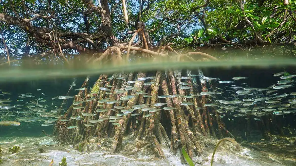 Mangrove roots at Mida Creek acting as a nursery for marine life feeding into Watamu's reef