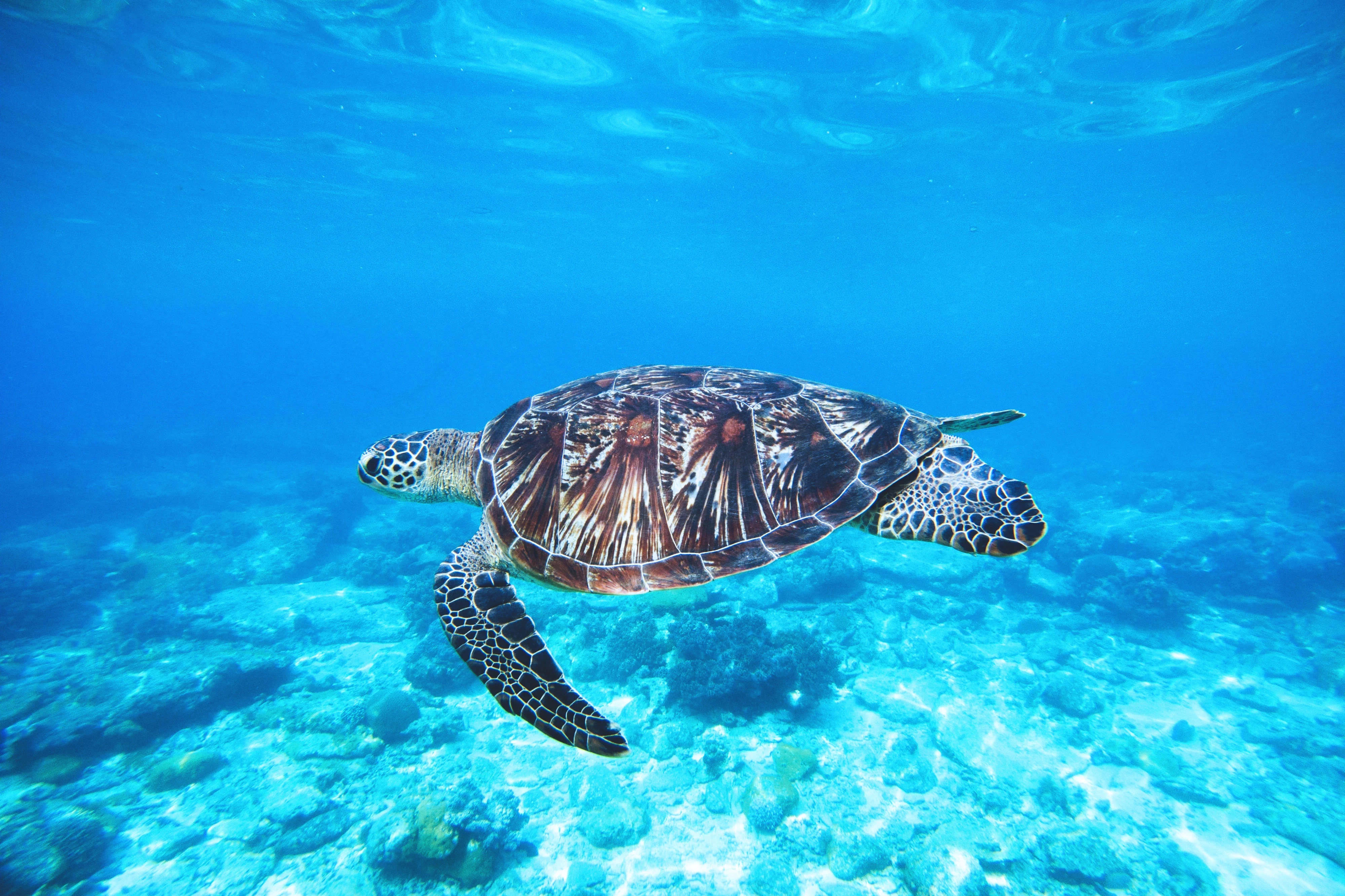 Hawksbill sea turtle, one of the species protected in Watamu Marine Park