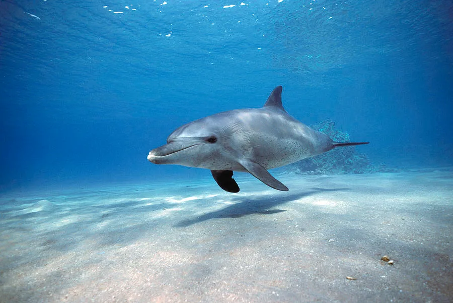 Dolphin watching from the boat deck, no swimming required
