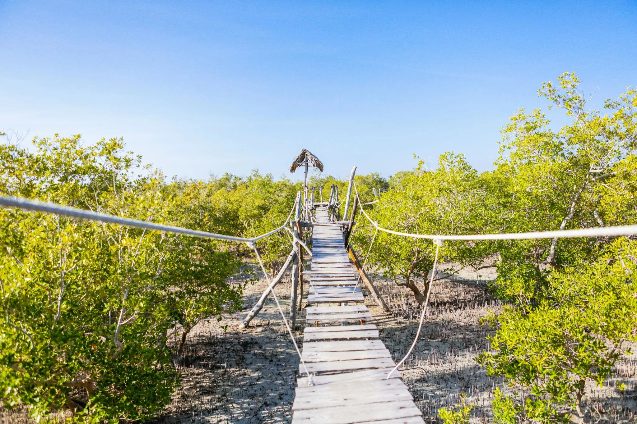 Mida Creek boardwalk winding through mangroves in Watamu, Kenya