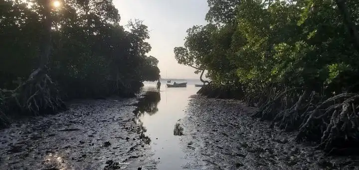 Tidal mangrove channels at Mida Creek affecting dhow navigation in Watamu