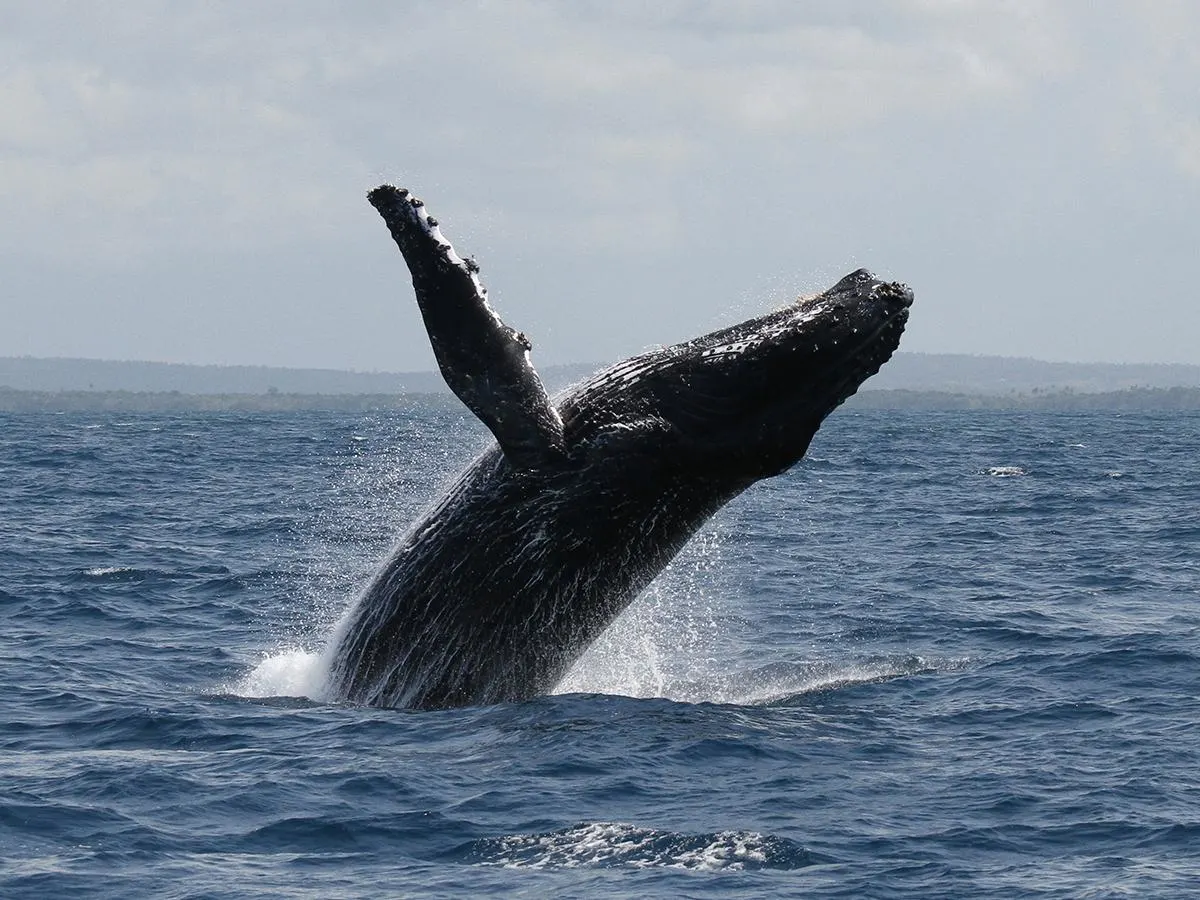 Humpback whale surfacing in the Indian Ocean during a whale-watching trip off the Kenyan coast.