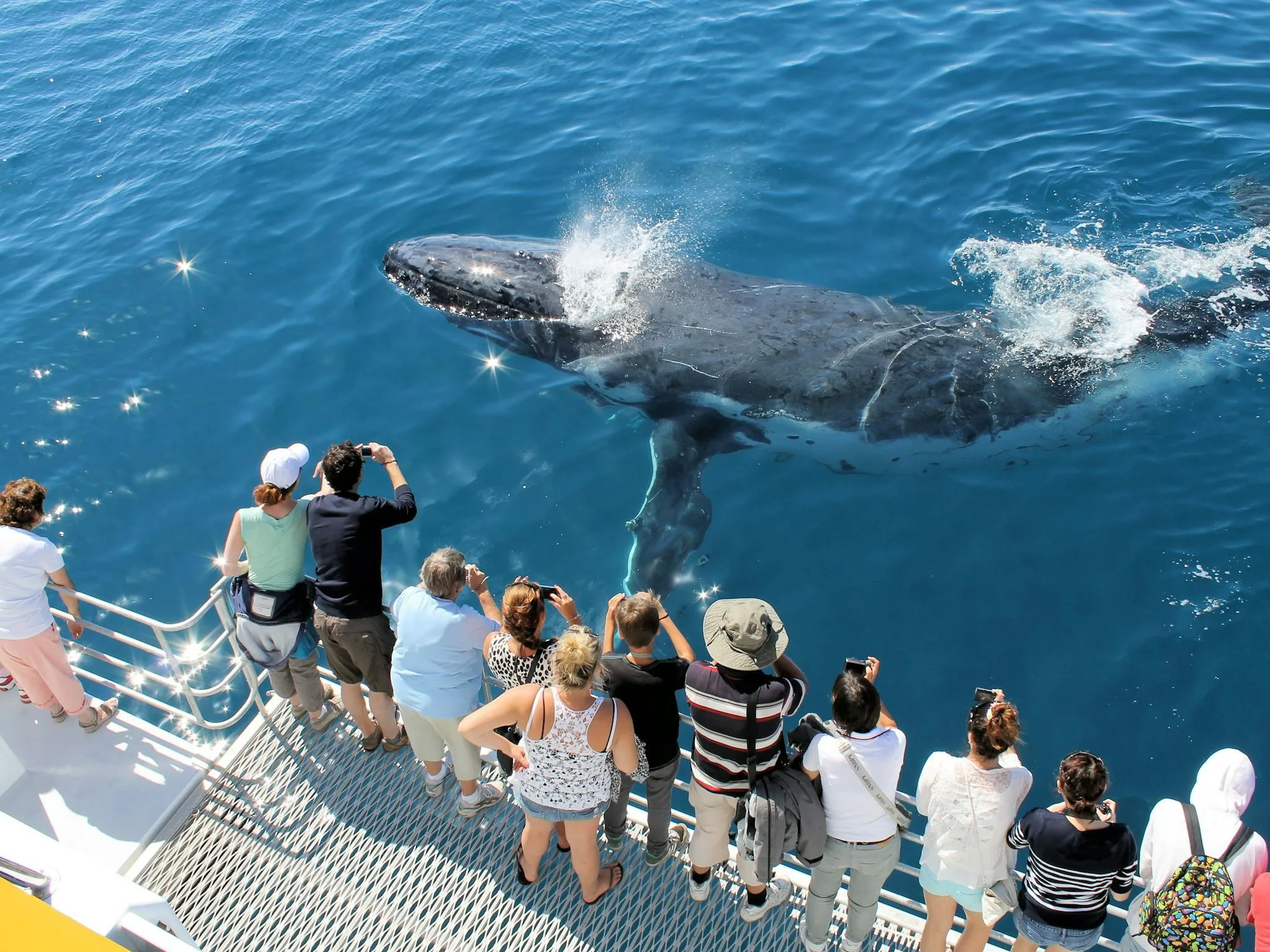 Guests observing a humpback whale from a boat during a guided whale-watching excursion