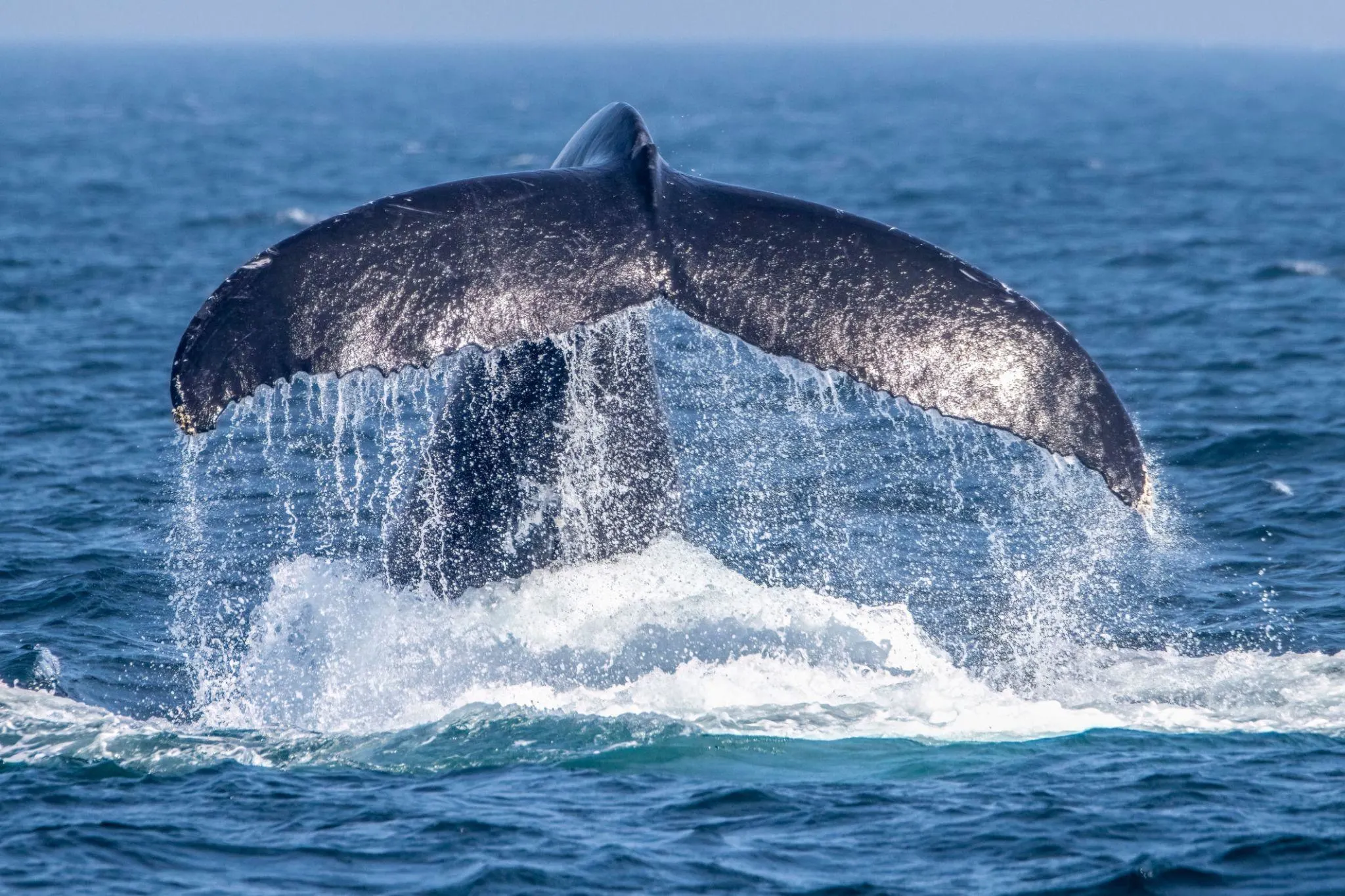 Humpback whale lifting its tail before diving beneath the ocean during whale watching